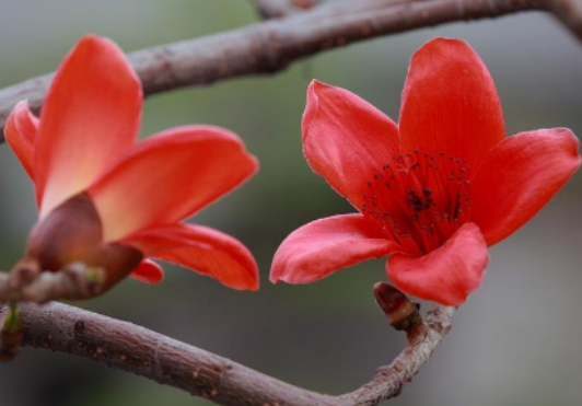 fb0beab57500ae2f8c2dd11a201ee247.png 木棉花.png