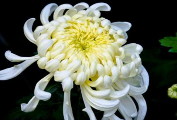 菊花.png
