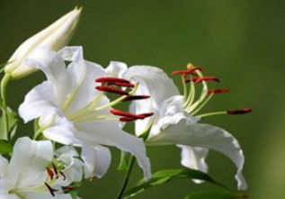 百合花.png