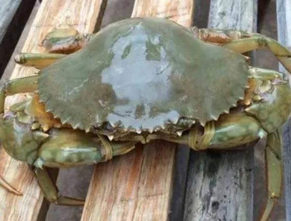 9314d98e48ef4f8f0abd0d281f89c5b0.png 锯缘青蟹.png