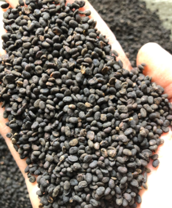 【进口知识】中药材——补骨脂的进口清关流程及所需资料 【进口知识】中药材——补骨脂的进口清关流程及所需资料