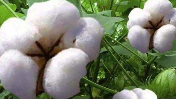 棉花进口 棉花进口