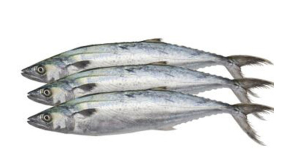 冷冻海鲜 冷冻海鲜