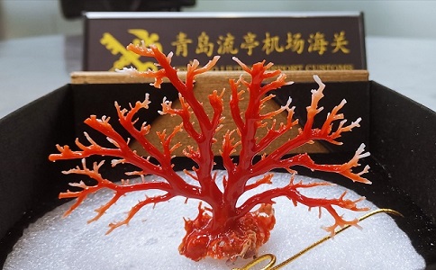 濒危物品进口