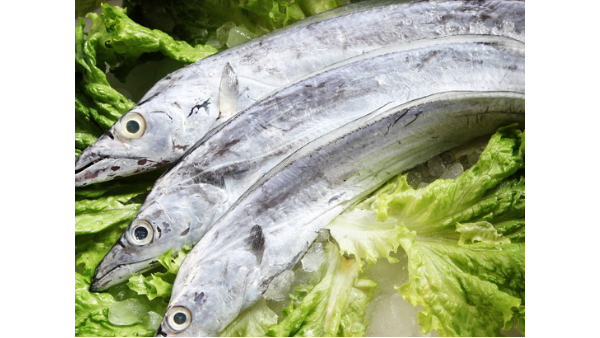 东莞进口食品报关之带鱼清关资质