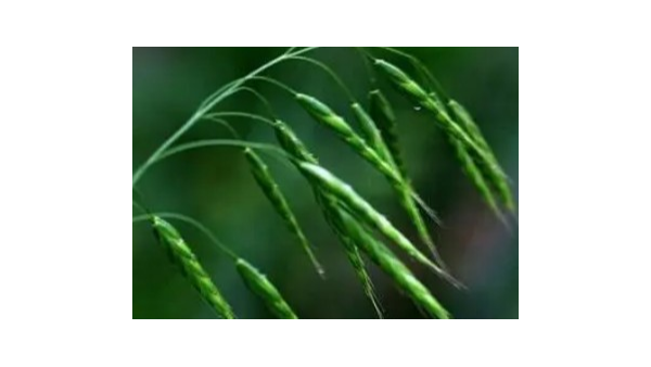 关于进口西班牙燕麦草检验检疫要求的公告