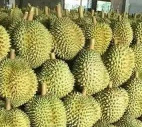 越南榴莲进口 越南榴莲进口